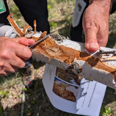 Credit: Lucas Iwamoto-Feitosa