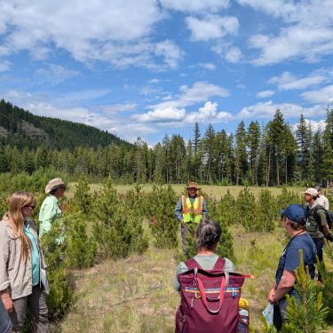 Credit: Lucas Iwamoto-Feitosa