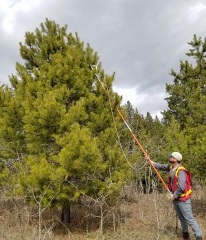 To study genetics of pine trees across the landscape, we collected needles from natural stands in different areas. Credit: Marion Mayerhofer
