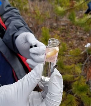 Increment cores let us study the growth rings of trees. Credit: Marion Mayerhofer