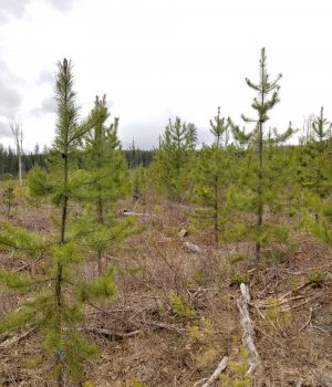 The Lindgren collection of trees, which are the offspring of trees that either survived or were killed by mountain pine beetle. Credit: Marion Mayerhofer