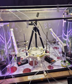 We use an olfactometer to understand whether MPB exhibits preference for certain trees (hosts). Credit: Madelyn O'Hara