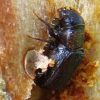 2501-mountain-pine-beetle-web-photo-sh