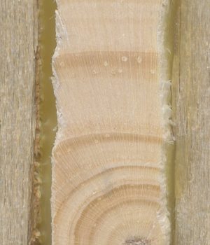 Increment cores, collected from pine trees, are used to study changes in growth rings (dendrochronology). Credit: Aryn Laxton
