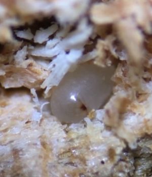Mountain pine beetle embryo still in its egg shell. Credit: Antonia Musso