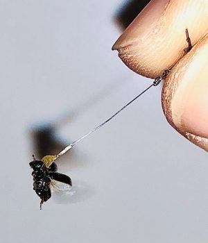 A flying mountain pine beetle attached to a tether, ready to mount on a flight mill. Credit: Yiyang Wu