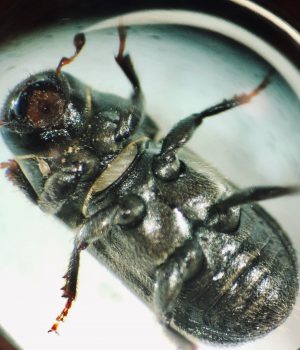 Close-up of a mountain pine beetle. Credit: Yiyang Wu
