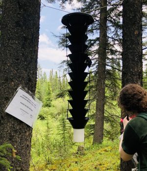 A Lindgren funnel traps set up at one of our field sites to catch mountain pine beetle. Beetles are attracted to pheromone lures inside and are trapped in the bottom container. Credit: Yiyang Wu